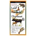 Steven Lewers & Associates Land Mammals Of The Northeast 524507